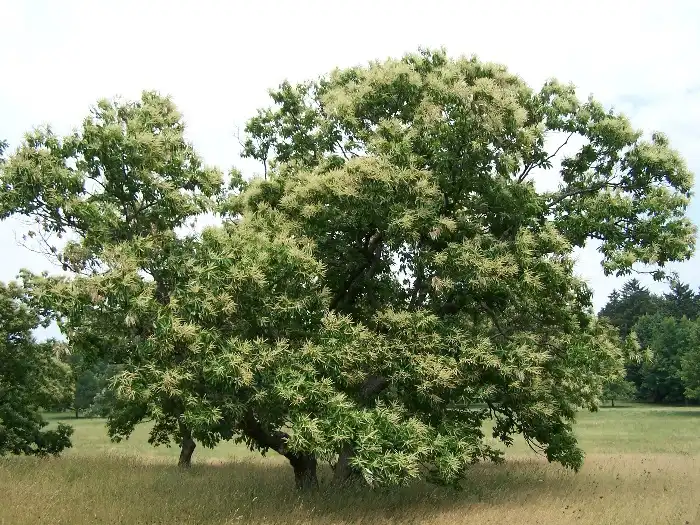 Castanea dentata(American Chestnut, Chestnut) Form Castanea dentata(American Chestnut, Chestnut) Form