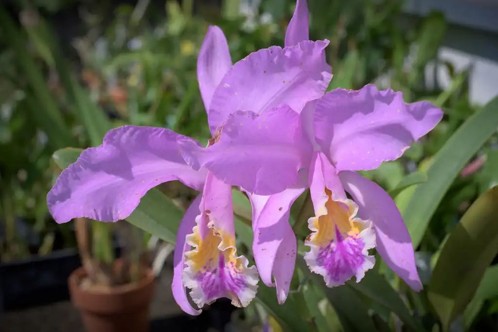 Cattleya mossiae(Easter Cattleya, Easter Orchid) Flower Cattleya mossiae(Easter Cattleya, Easter Orchid) Flower