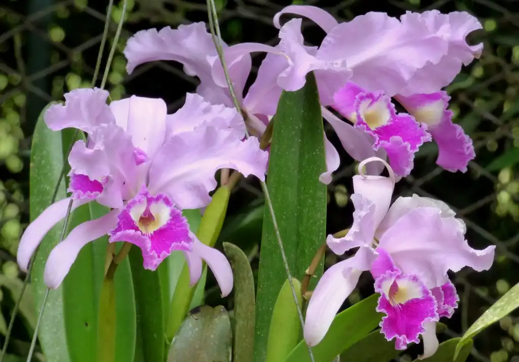 Cattleya trianae(Christmas Orchid, Winter Cattleya) Leaves Cattleya trianae(Christmas Orchid, Winter Cattleya) Leaves