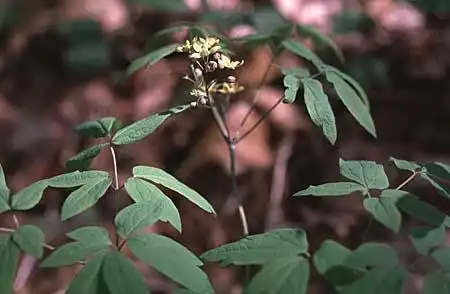 Caulophyllum thalictroides(Blue Cohosh) Caulophyllum thalictroides(Blue Cohosh)