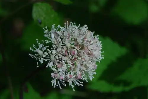Ceanothus americanus(Mountain Snowbell, New Jersey Tea) Flower close up Ceanothus americanus(Mountain Snowbell, New Jersey Tea) Flower close up