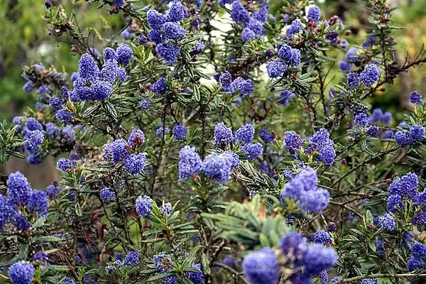 Ceanothus thyrsiflorus(Blueblossom, Blue Blossom) Ceanothus thyrsiflorus(Blueblossom, Blue Blossom)