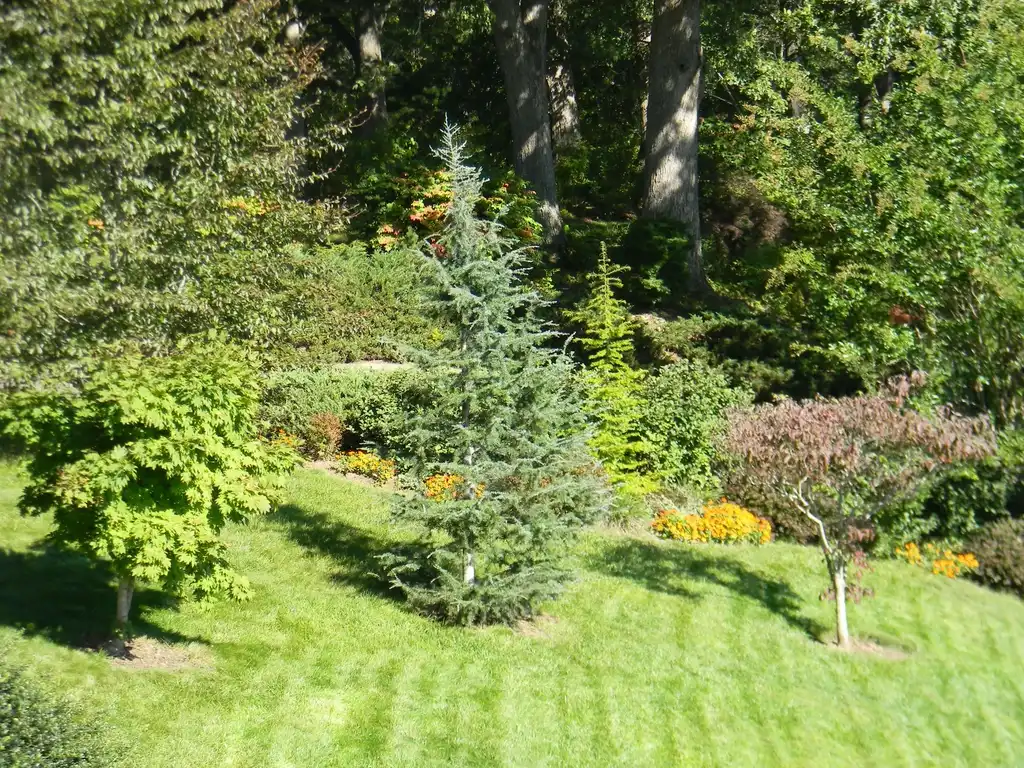 Cedrus deodara 'Karl Fuchs'(Himalayan Cedar, Karl Fuchs Himalayan Cedar) Form in center (Buncombe, NC) Cedrus deodara 'Karl Fuchs'(Himalayan Cedar, Karl Fuchs Himalayan Cedar) Form in center (Buncombe, NC)