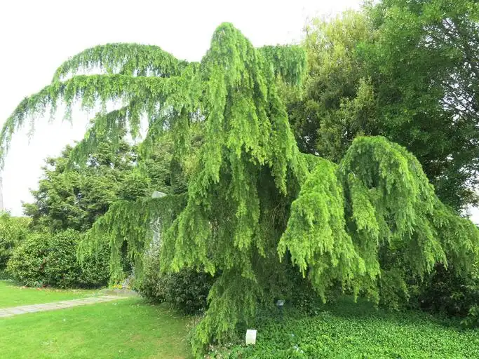 Cedrus deodara 'Pendula'(Weeping Deodar Cedar, Weeping Himalayan Cedar) Form Cedrus deodara 'Pendula'(Weeping Deodar Cedar, Weeping Himalayan Cedar) Form