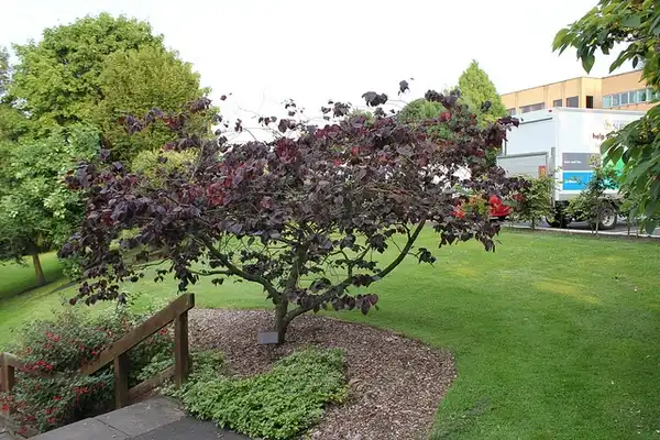 Cercis canadensis 'Forest Pansy'(Eastern Redbud, Forest Pansy, Forest Pansy Redbud) Form Cercis canadensis 'Forest Pansy'(Eastern Redbud, Forest Pansy, Forest Pansy Redbud) Form