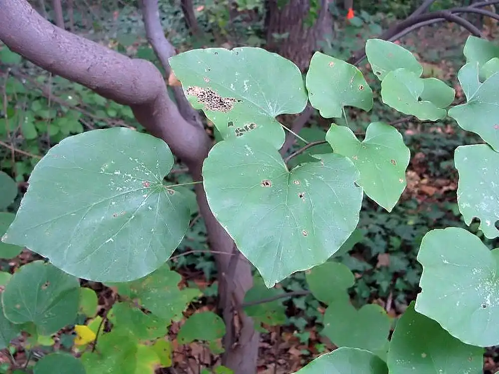 Cercis canadensis(American Judas Tree, American Redbud, Eastern Redbud, Judas Tree, Mexican Redbud, Redbud, Texas Redbud) leaves Cercis canadensis(American Judas Tree, American Redbud, Eastern Redbud, Judas Tree, Mexican Redbud, Redbud, Texas Redbud) leaves