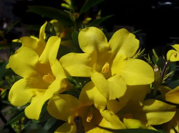 Chrysojasminum humile(Italian Yellow Jasmine) Jasminum humile Chrysojasminum humile(Italian Yellow Jasmine) Jasminum humile