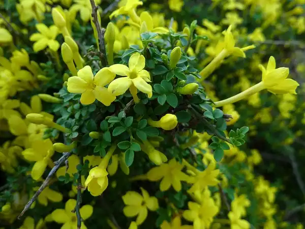 Chrysojasminum parkeri(Dwarf Flowering Jasmine, Dwarf Jasmine, Himalayan Jasmine, Parker Jasmine) Flowers Chrysojasminum parkeri(Dwarf Flowering Jasmine, Dwarf Jasmine, Himalayan Jasmine, Parker Jasmine) Flowers