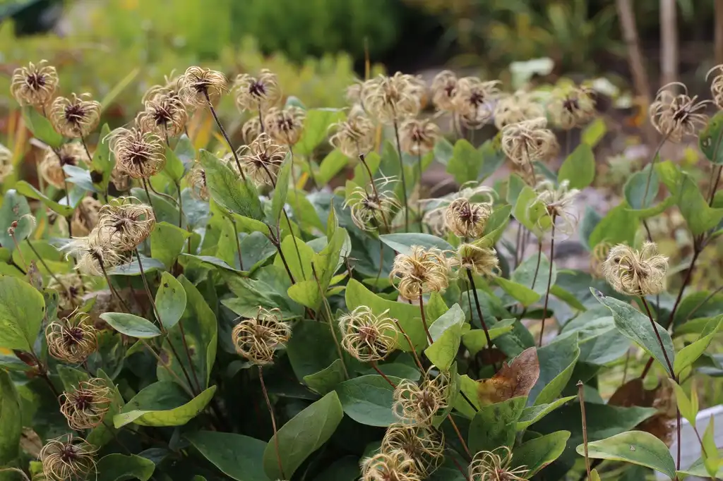 Clematis ochroleuca(Curlyhead, Ochre Clematis) Plant with seed heads Clematis ochroleuca(Curlyhead, Ochre Clematis) Plant with seed heads