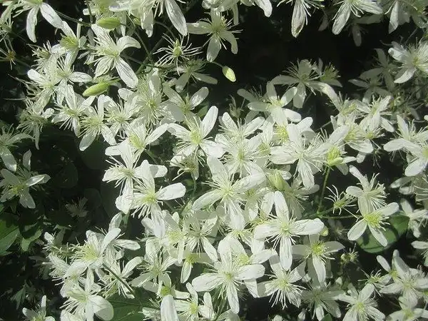 Clematis paniculata(Sweet Autumn Clematis, Sweet Autumn Virginsbower) Flowers Clematis paniculata(Sweet Autumn Clematis, Sweet Autumn Virginsbower) Flowers
