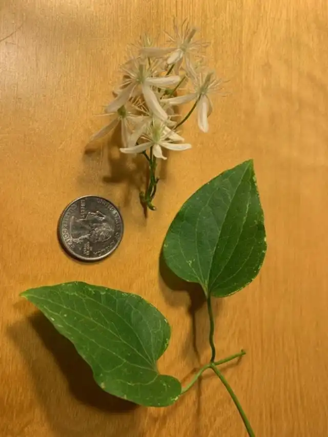 Clematis terniflora(Clemátide japonesa, Enramada de vírgenes japonesas, Clemátide dulce de otoño, Dulce otoño en el bosque virgen) parts of the plant (in late summer)