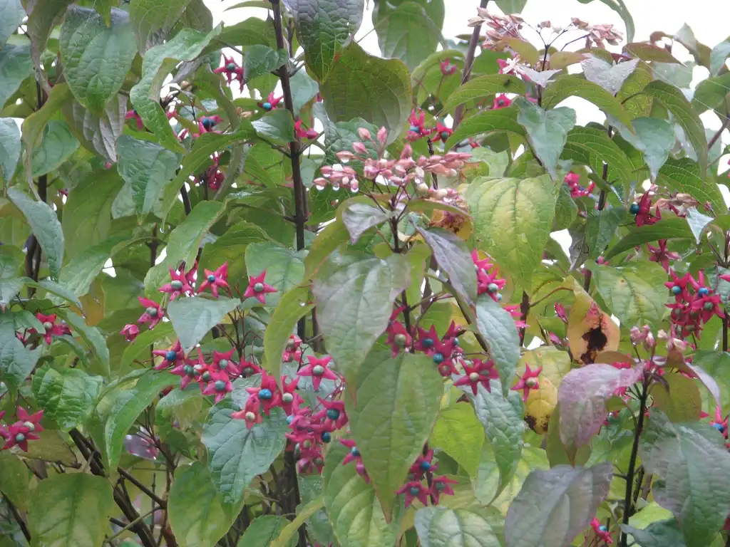 Clerodendrum trichotomum(Harlequin Glorybower, Peanut Butter Tree) leaves and flowers Clerodendrum trichotomum(Harlequin Glorybower, Peanut Butter Tree) leaves and flowers