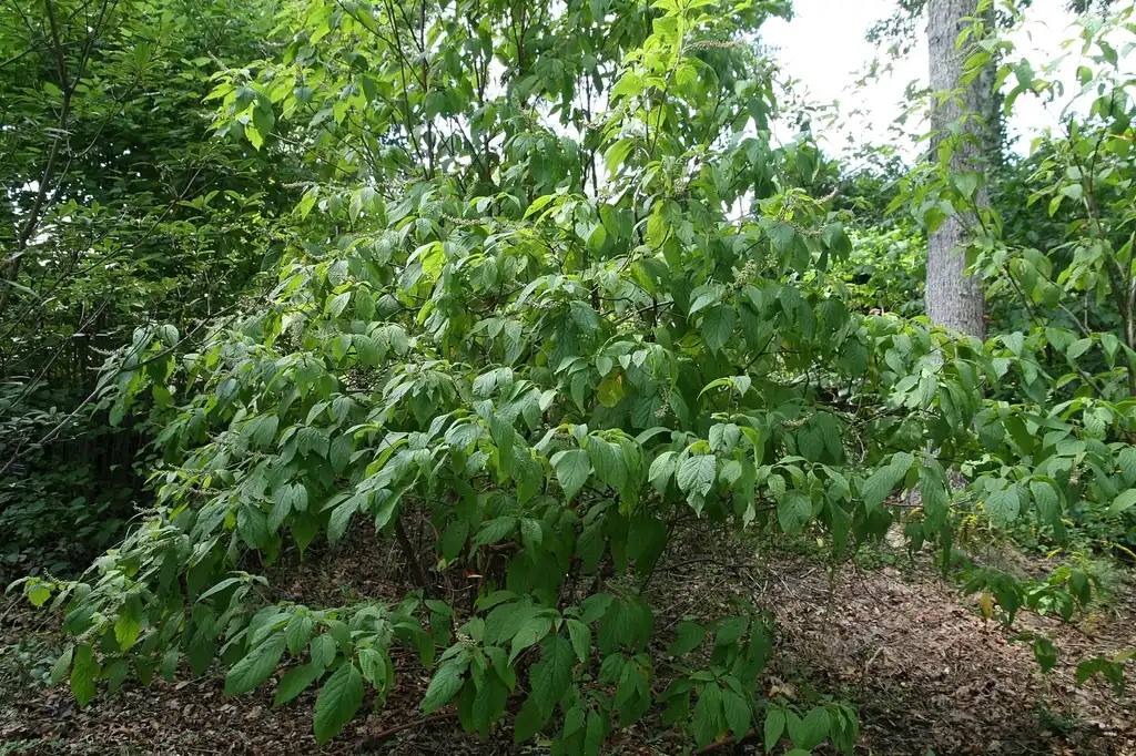 Clethra acuminata(Cinnamonbark Clethra, Cinnamon Clethra, Mountain Pepperbush, Mountain Sweet-pepperbush) Form Clethra acuminata(Cinnamonbark Clethra, Cinnamon Clethra, Mountain Pepperbush, Mountain Sweet-pepperbush) Form