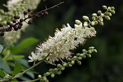 Clethra alnifolia(Alderleaf Clethra, Alderleaf Pepperbush, Clethra, Coastal Sweet-pepperbush, Summersweet, Sweet Pepperbush) Flower spike Clethra alnifolia(Alderleaf Clethra, Alderleaf Pepperbush, Clethra, Coastal Sweet-pepperbush, Summersweet, Sweet Pepperbush) Flower spike