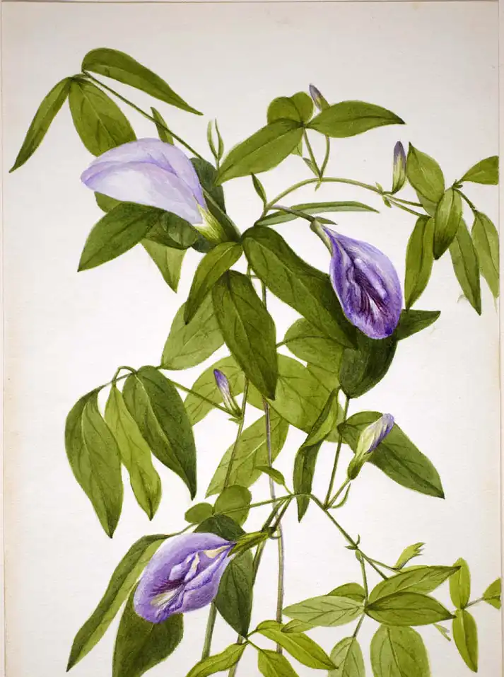 Clitoria mariana(Atlantic Pigeonwings, Butterfly Pea) leaves and flowers Clitoria mariana(Atlantic Pigeonwings, Butterfly Pea) leaves and flowers