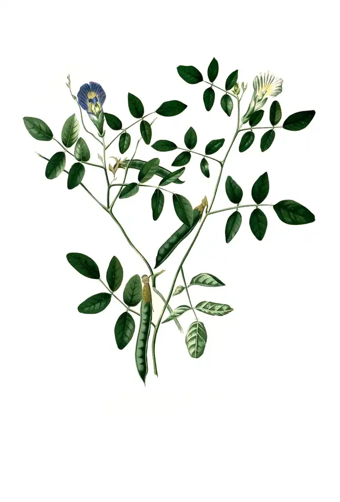 Clitoria ternatea(Blue Pea, Butterfly Pea) leaves and flowers Clitoria ternatea(Blue Pea, Butterfly Pea) leaves and flowers
