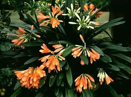 Clivia miniata(Clivia, Clivia Lily, Flame Lily, Kaffir Lily, September Lily) Clivia miniata(Clivia, Clivia Lily, Flame Lily, Kaffir Lily, September Lily)