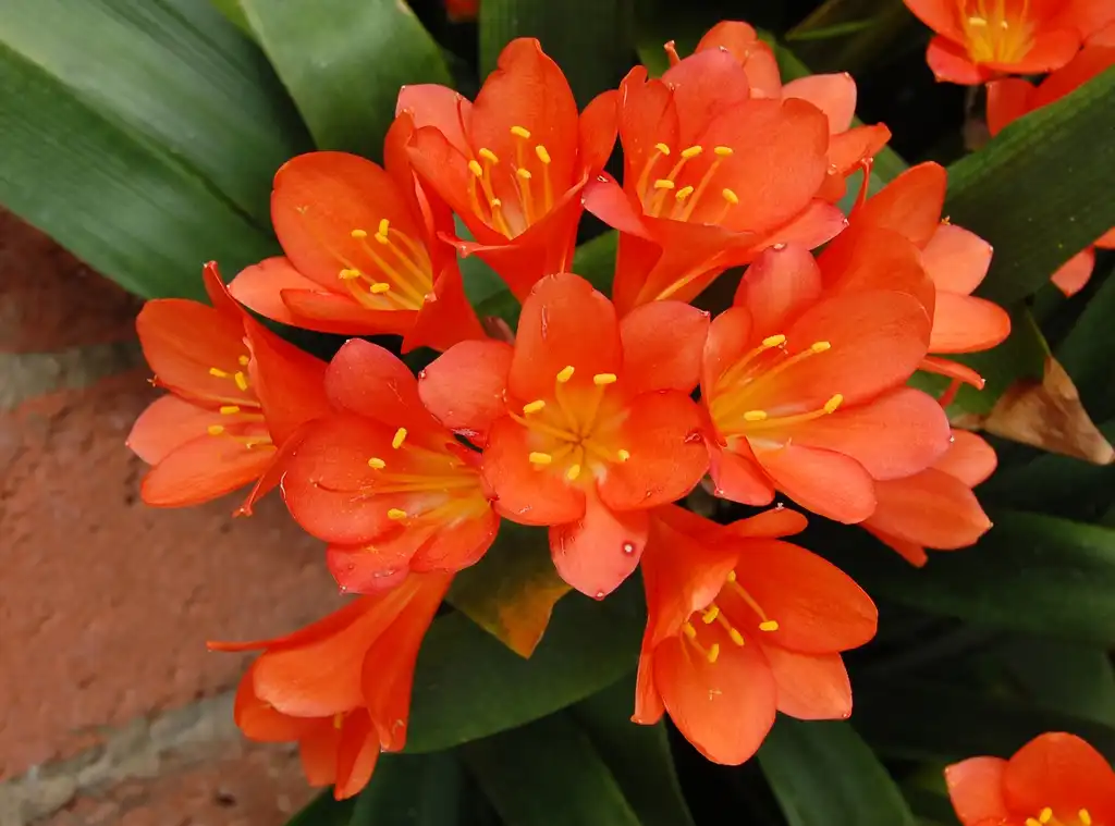 Clivia(Bush Lily, Cape Clivia, Clivia Lily, Clivies, Flame Lily, Kaffir Lily, Klivia) Flower and leaves Clivia(Bush Lily, Cape Clivia, Clivia Lily, Clivies, Flame Lily, Kaffir Lily, Klivia) Flower and leaves