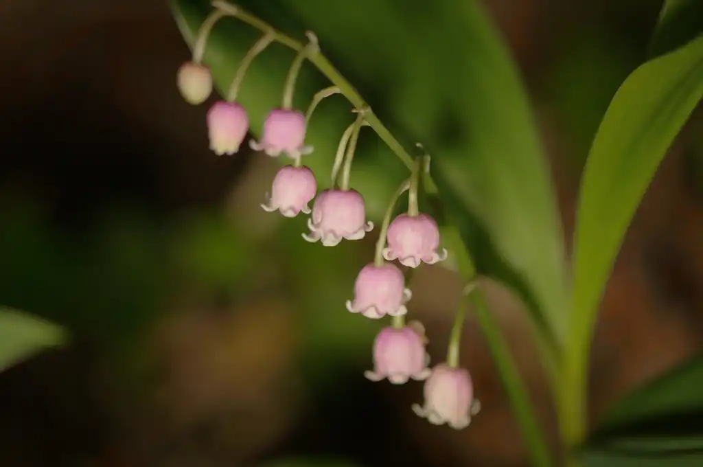 Convallaria majalis(Lily of the Valley, Lily-of-the-valley) Bell-shaped flowers Convallaria majalis(Lily of the Valley, Lily-of-the-valley) Bell-shaped flowers
