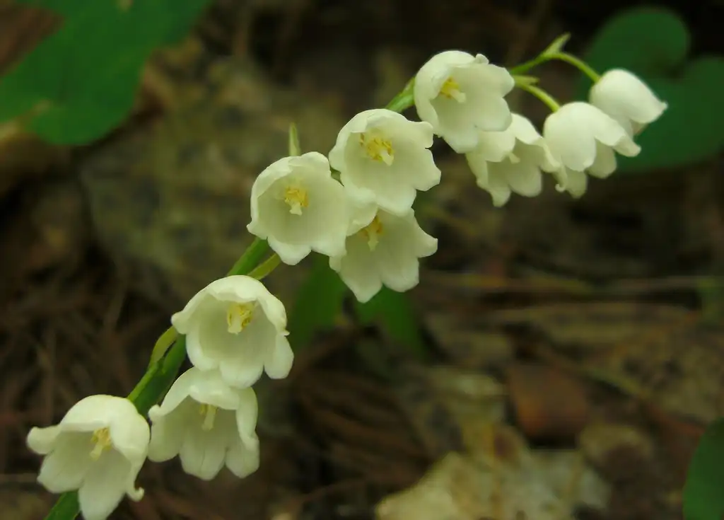 Convallaria pseudomajalis(Lily of the Valley, Lily-Of-The-Valley) Flower and leaves Convallaria pseudomajalis(Lily of the Valley, Lily-Of-The-Valley) Flower and leaves