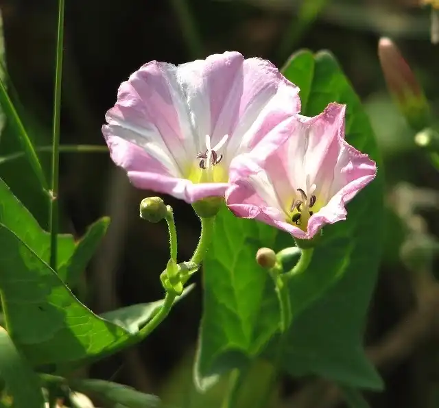 Convolvulus arvensis(Field Bindweed, Small Bindweed) leaves and flowers Convolvulus arvensis(Field Bindweed, Small Bindweed) leaves and flowers