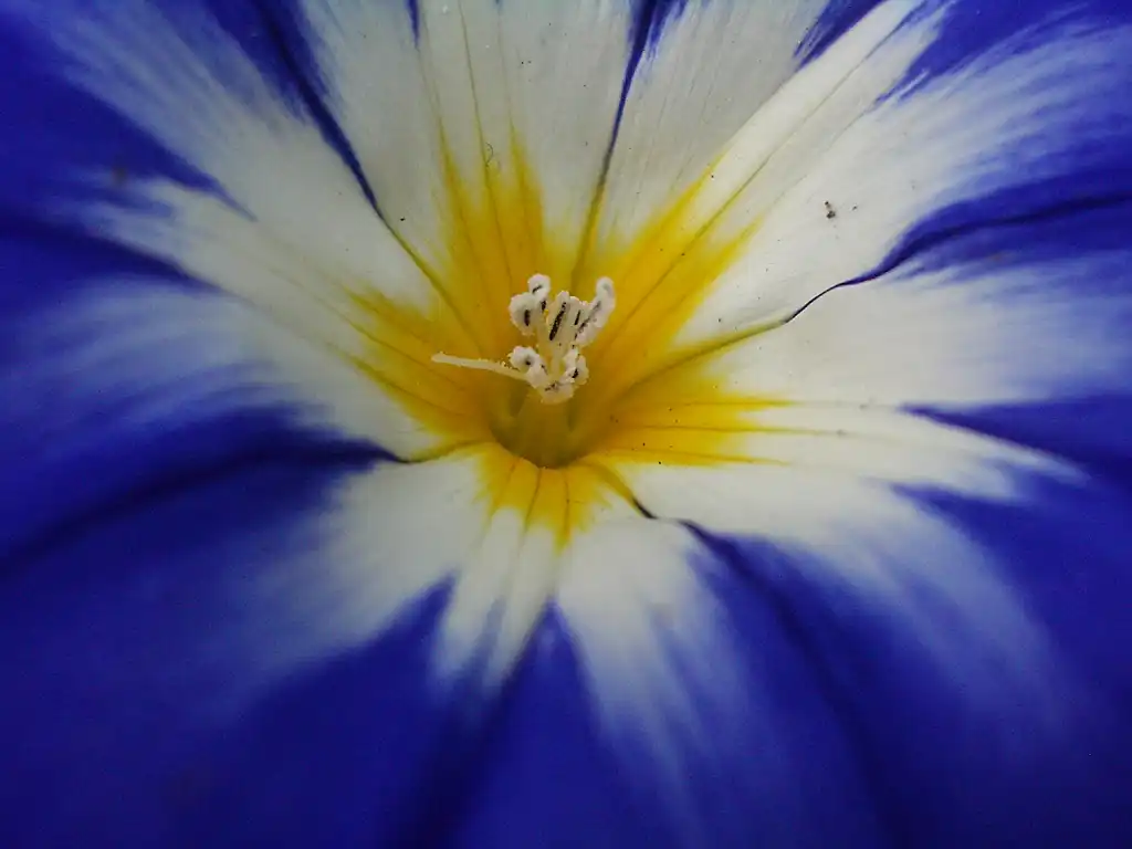 Convolvulus tricolor(Dwarf Morning Glory) Convolvulus tricolor 'Royal Ensign' Convolvulus tricolor(Dwarf Morning Glory) Convolvulus tricolor 'Royal Ensign'
