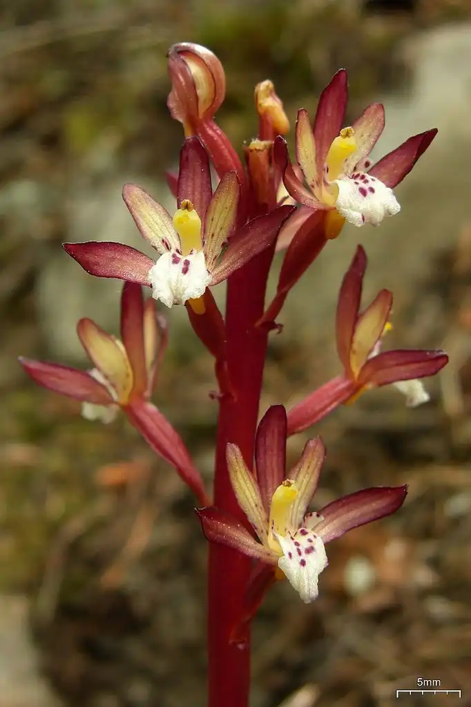 Corallorhiza maculata(Spotted Coralroot, Summer Coralroot) Flowers Corallorhiza maculata(Spotted Coralroot, Summer Coralroot) Flowers