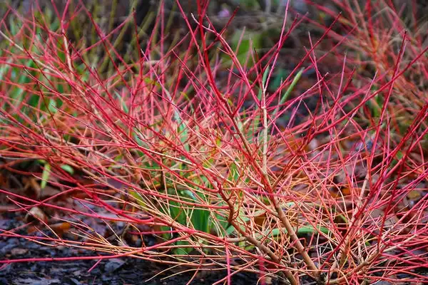 Cornus sanguinea(Bloodtwig Dogwood) Red twigs provide winter interest