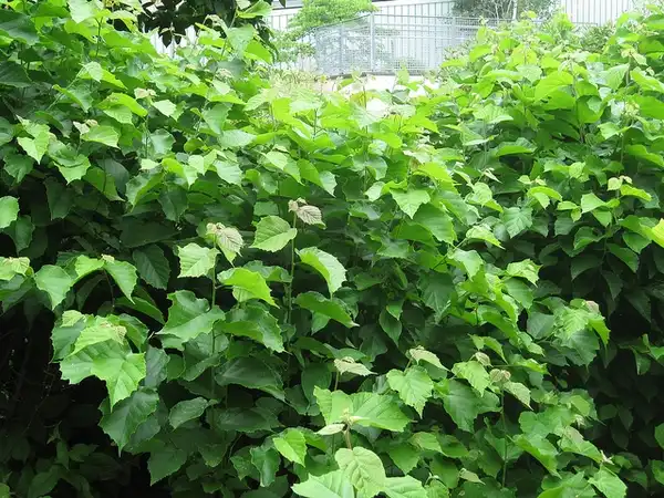 Corylus americana(American Hazelnut, Hazelnut) 