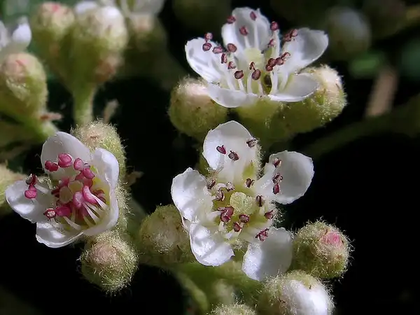 Cotoneaster coriaceus(Parney Cotoneaster) Cotoneaster lacetse Cotoneaster coriaceus(Parney Cotoneaster) Cotoneaster lacetse