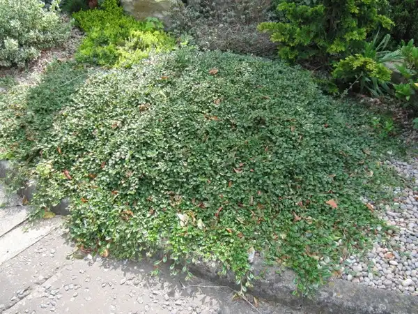 Cotoneaster dammeri(Bearberry Cotoneaster) Cotoneaster dammeri Cotoneaster dammeri(Bearberry Cotoneaster) Cotoneaster dammeri
