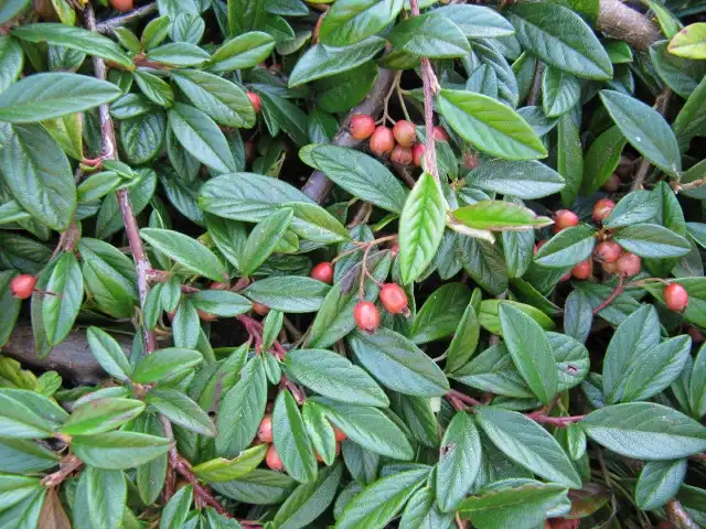 Cotoneaster salicifolius 'Repens'(Prostrate Willowleaf Cotoneaster, Willowleaf Cotoneaster) Leaves ad berries Cotoneaster salicifolius 'Repens'(Prostrate Willowleaf Cotoneaster, Willowleaf Cotoneaster) Leaves ad berries