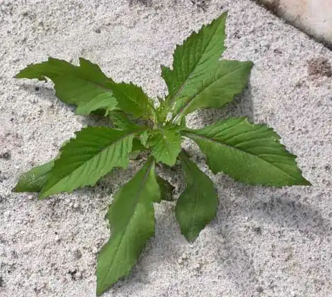 Crassocephalum crepidioides(Redflower Ragweed, Thickhead) Seedling Crassocephalum crepidioides(Redflower Ragweed, Thickhead) Seedling
