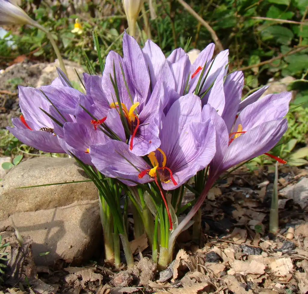 Crocus sativus(Autumn Crocus, Saffron, Saffron Crocus) Form Crocus sativus(Autumn Crocus, Saffron, Saffron Crocus) Form