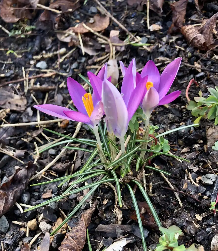 Crocus tommasinianus(Woodland crocus) Flower (Wake County, NC)-Late Winter Crocus tommasinianus(Woodland crocus) Flower (Wake County, NC)-Late Winter