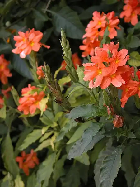 Crossandra infundibuliformis(Firecracker Flower) Crossandra infundibuliformis Crossandra infundibuliformis(Firecracker Flower) Crossandra infundibuliformis