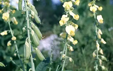 Crotalaria(Crotolaria, Rattlebox, Rattleweed) Crotalaria(Crotolaria, Rattlebox, Rattleweed)