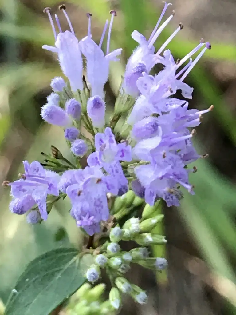 Cunila origanoides(American Dittany, Common Dittany, Dittany, Fairy Skirts, Frost Flowers, Frost Mint, Maryland Dittany, Stone Mint, Sweet Horsemint, Wild Oregano) Close up of flower Cunila origanoides(American Dittany, Common Dittany, Dittany, Fairy Skirts, Frost Flowers, Frost Mint, Maryland Dittany, Stone Mint, Sweet Horsemint, Wild Oregano) Close up of flower