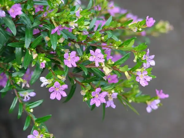 Cuphea hyssopifolia(Elfin Herb, False Heather, Hawaiian Heather, Mexican Heather) Flower and leaves Cuphea hyssopifolia(Elfin Herb, False Heather, Hawaiian Heather, Mexican Heather) Flower and leaves