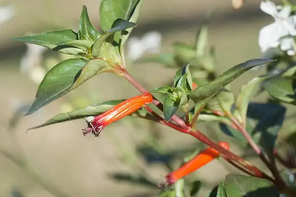 Cuphea ignea(Firecracker Plant, Mexican Cigar Plant) Cuphea ignea Cuphea ignea(Firecracker Plant, Mexican Cigar Plant) Cuphea ignea
