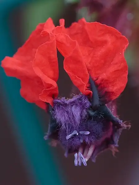 Cuphea llavea(Bat-faced Cuphea, Bat Flower, False Heather, Red Cuphea) Cuphea llavea(Bat-faced Cuphea, Bat Flower, False Heather, Red Cuphea)