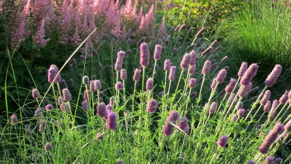 Dalea purpurea(Purple Prairie Clover, Purple Prairie-clover) Form Dalea purpurea(Purple Prairie Clover, Purple Prairie-clover) Form