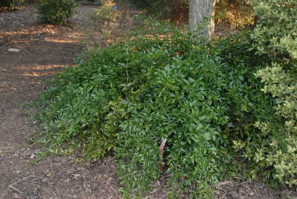 Danae racemosa(Alexandrian Laurel, Poet's Laurel) Form Danae racemosa(Alexandrian Laurel, Poet's Laurel) Form