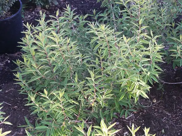 Daphne genkwa(Blue Daphne, Lilac Daphne) Daphne genkwa foliage Daphne genkwa(Blue Daphne, Lilac Daphne) Daphne genkwa foliage