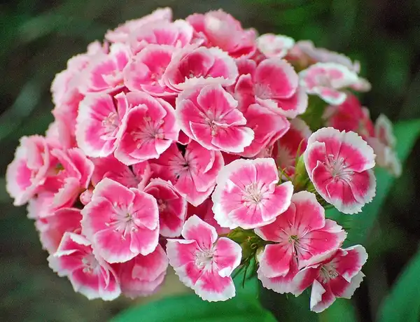 Dianthus barbatus(Sweet John, Sweet William) Dianthus barbatus flower detail Dianthus barbatus(Sweet John, Sweet William) Dianthus barbatus flower detail
