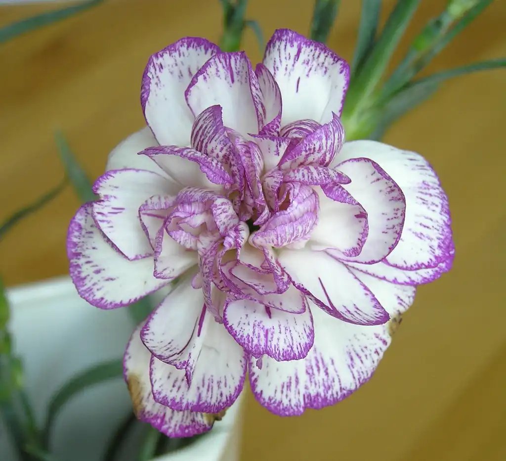 Dianthus caryophyllus(Border Carnation, Carnation, Clove Gilly-flower, Clove Pink, Gillyflower, Pinks, Sweet William, Wild Carnation) Close up of flower Dianthus caryophyllus(Border Carnation, Carnation, Clove Gilly-flower, Clove Pink, Gillyflower, Pinks, Sweet William, Wild Carnation) Close up of flower