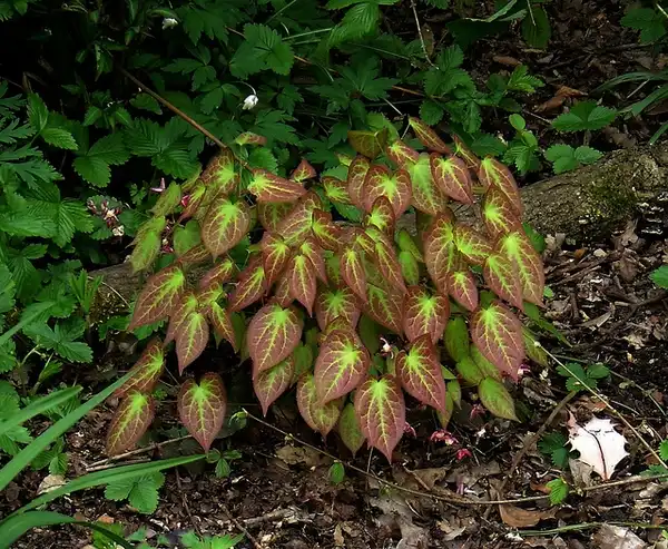 Epimedium x rubrum(Red Barrenwort, Red Epimedium) Epimedium x rubrum Epimedium x rubrum(Red Barrenwort, Red Epimedium) Epimedium x rubrum