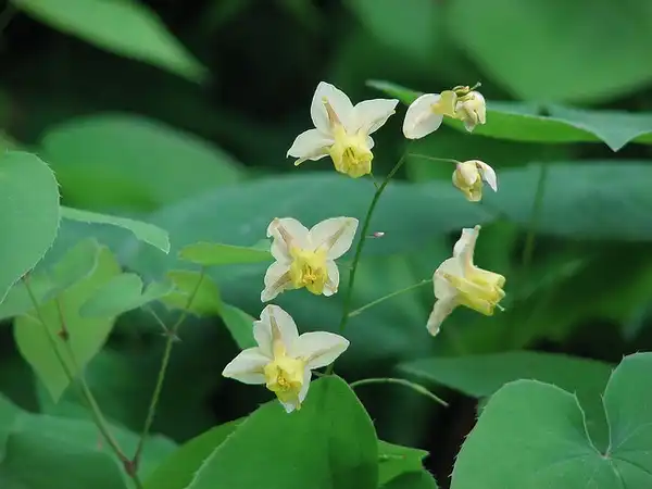 Epimedium x versicolor 'Sulphureum'(Bicolor Barrenwort, Bicolor Epimedium) Epimedium x versicolor 'Sulphureum' Epimedium x versicolor 'Sulphureum'(Bicolor Barrenwort, Bicolor Epimedium) Epimedium x versicolor 'Sulphureum'