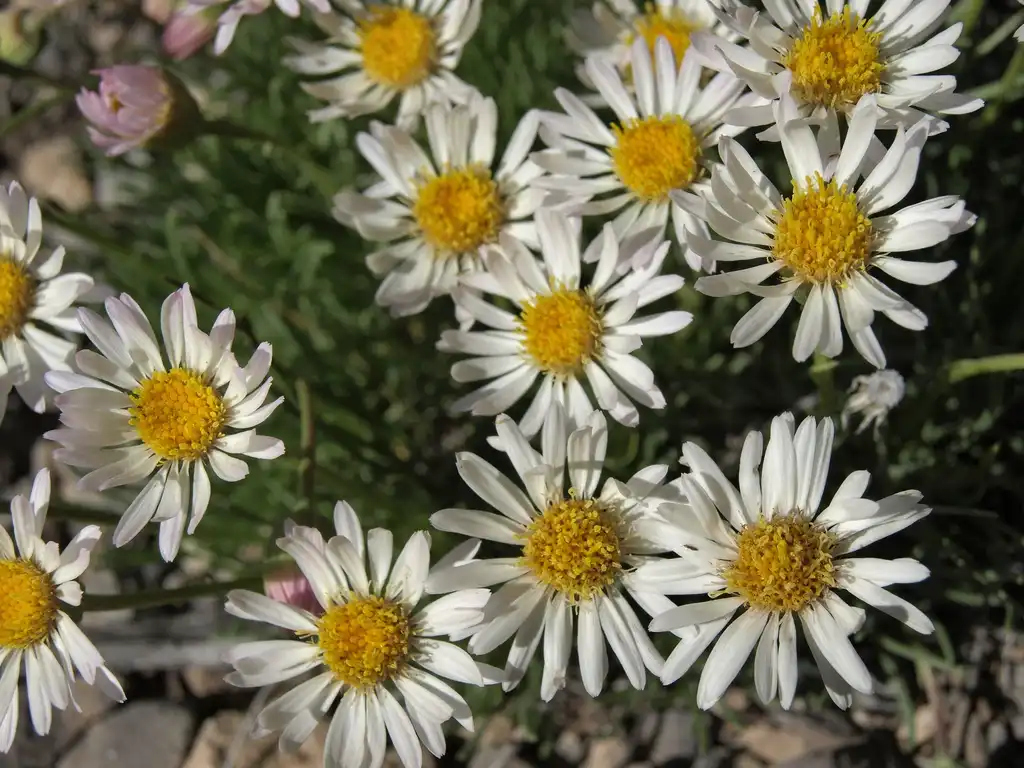 Erigeron(Дэйзи Флибейн) Erigeron compactus