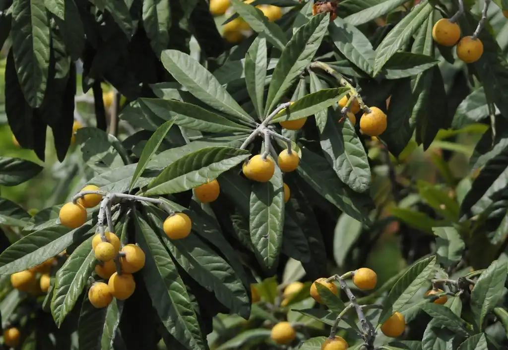 Eriobotrya japonica(Japanese Medlar, Japanese Plum, Loquat) leaves and fruit Eriobotrya japonica(Japanese Medlar, Japanese Plum, Loquat) leaves and fruit